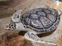 -大连圣亚海洋世界