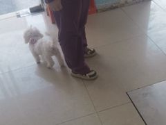 -瑞派福兴宠物医院犬猫全科·骨科·中西医结合(河东店)