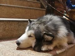 -more than meow吴止猫主题餐厅(承德 中船汇店)