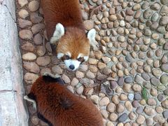 -深圳野生动物园