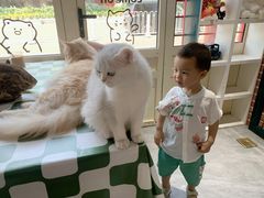 -猫小院猫主题餐厅(南锣旗舰店)