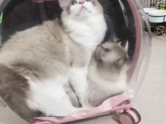 -袖虎宠物(锦绣生态园店)