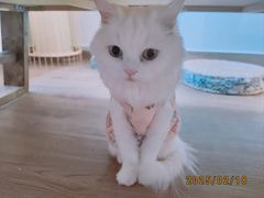 -楼上猫咖(罗湖店)