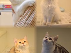 -lincat·猫舍(广州店)