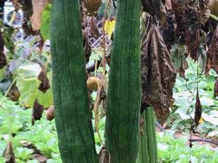 -丽泽山庄·生态怀柔菜·虹鳟鱼(红螺寺店)