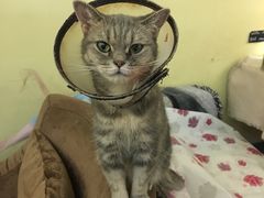 -猫色咖啡·猫咖