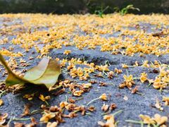 -糕大师•手作鲜糕点(芦庄店)