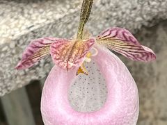 -广州兰圃