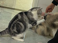 -团子家猫咪猫咖馆·柯基·柯尔鸭