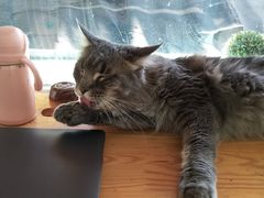 -猫小院猫主题咖啡厅(北锣店)