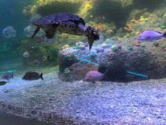 -沙沙哗啦海洋馆(华宇百花谷店)