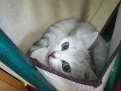 -瑞鹏宠物医院·夜间急症·心超·猫科(祖庙分店)