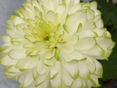 -上海鲜花港