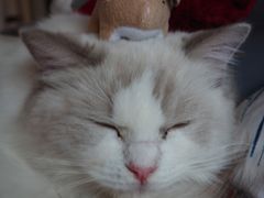 -爱侣宠医·鹦鹉专科·小型哺乳类·异宠专科(灵石路店)