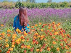 -北京东方普罗旺斯薰衣草庄园