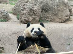 -都江堰中华大熊猫苑