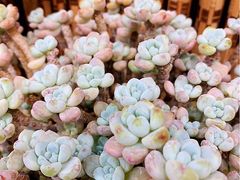 -双季花艺园艺市场(浦东店)