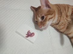 -灵美宠物诊所