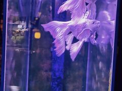 -天地無用GAME BAR