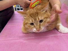 -北京观赏动物医院·24小时大型综合·猫专科·异宠专科