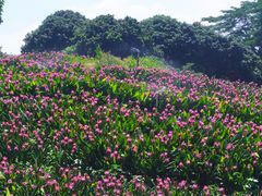 -松山湖梦幻百花洲
