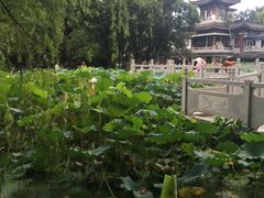 莲花池-莲湖公园