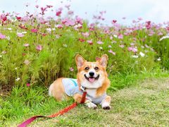 -大塘金香草谷
