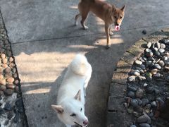 -柴犬高等学院·狗咖·柴犬售卖·宠物训练