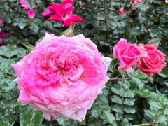 -人民公园(罗湖区)