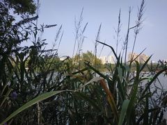 -青枫公园