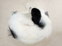 -爱侣宠医·鹦鹉专科·小型哺乳类·异宠专科(灵石路店)