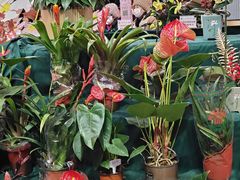 -越秀西湖花市(广州城市广场花卉店)