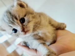 -十年猫舍·猫咪专门店(普陀店)