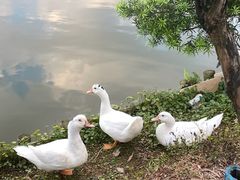 -麻涌飞鸭开心农场