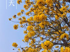 -洲头咀公园