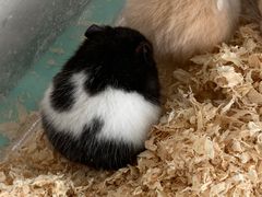 -怪兽屋·羊驼·猫咖·狗咖(俊华广场店)