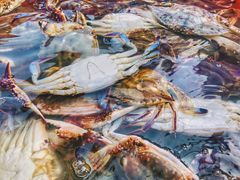 螃蟹-青岛沙子口国家中心渔港