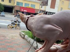 -瑞派福兴宠物医院犬猫全科·骨科·中西医结合(河东店)