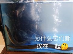 滋补炭烤鳗鱼-本炙炭烤·蒲烧活鳗料理店(金沙洲店)