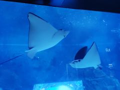 -烟台海昌鲸鲨海洋公园