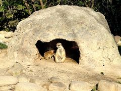 -上海野生动物园