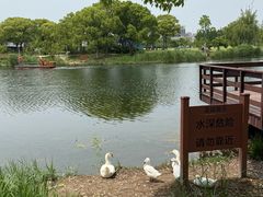 -新江湾城公园