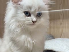 -屋虎猫馆(宝安大仟里店)