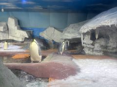 -海合安武汉极地海洋公园