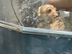 -PETKIT小佩宠物(古北店)