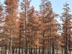 -白鹭湾湿地公园