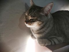 -猫儿山۰猫主题餐厅