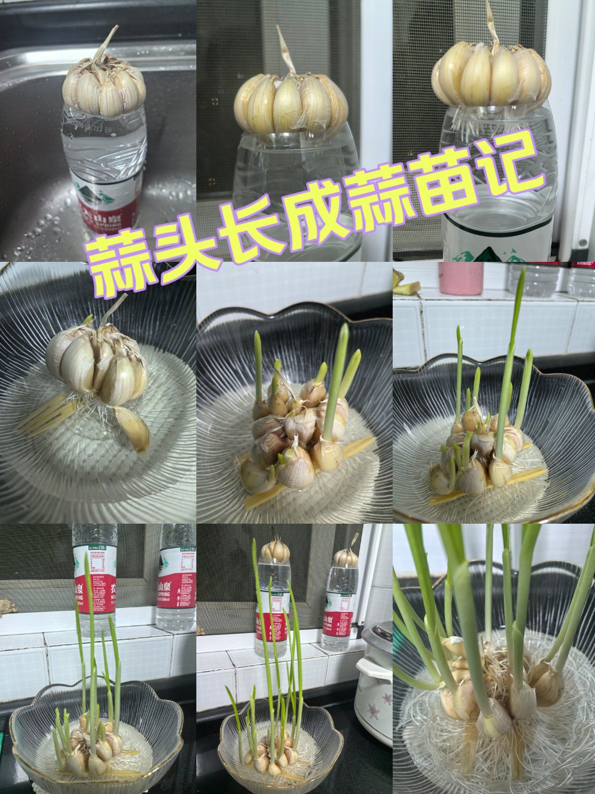 水培蒜头终于长成蒜苗啦