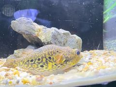 -上海海洋水族馆