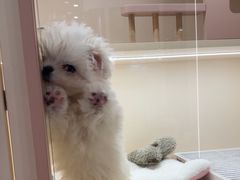 -翊宠yipet猫狗购宠庄园犬舍•猫舍